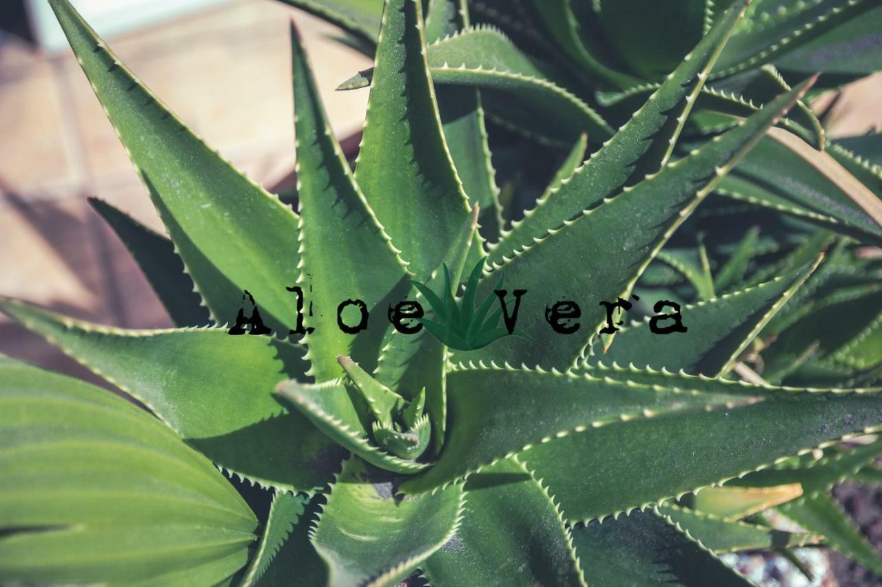 Aloe Vera Shared House El Médano Екстериор снимка